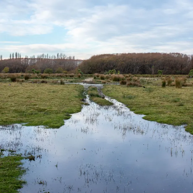 7.5.2020 Travis Wetland — photograph 12 of 27
