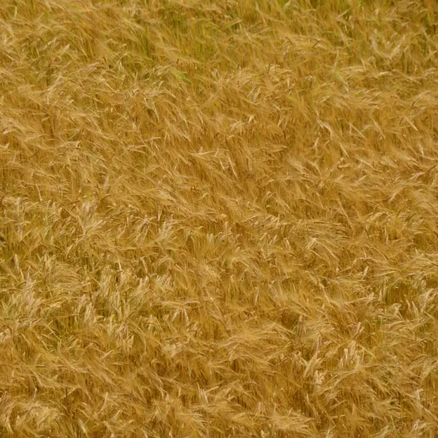 Scotlands Countryside 2012 — photograph 84 of 99