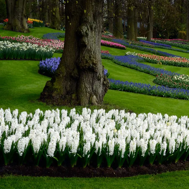 Keukenhof 2012 — photograph 17 of 33