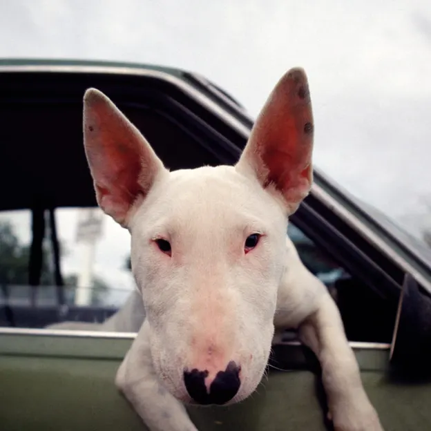 Animals — photograph 36 of 83