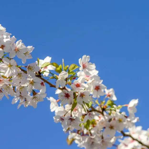 Blossoms At The Christchurch Botanical Gardens — photograph 17 of 22