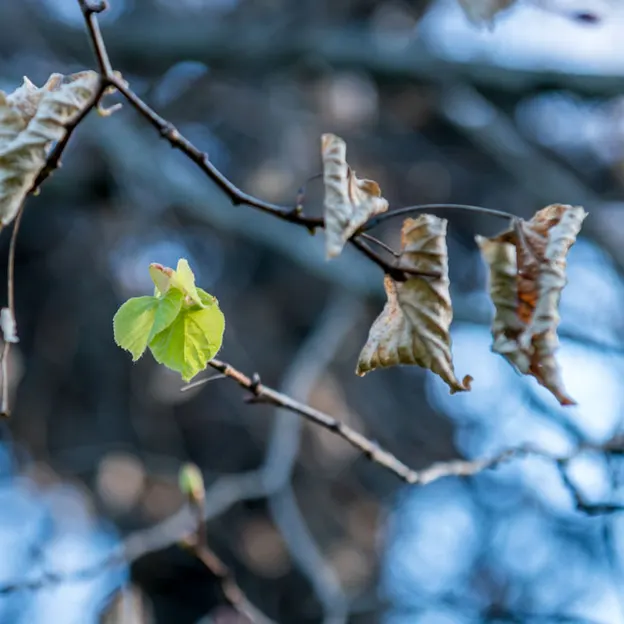 Springtime At The Christchurch Botanical Gardens — photograph 66 of 86