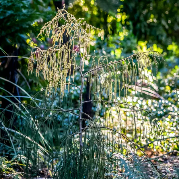 The NZ Garden At The Christchurch Botanical Gardens — photograph 42 of 52