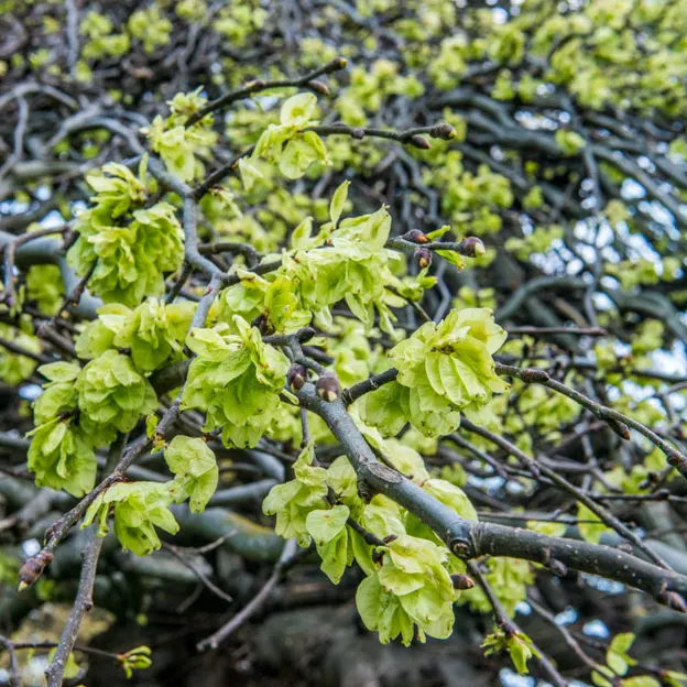 Springtime At The Christchurch Botanical Gardens — photograph 69 of 86
