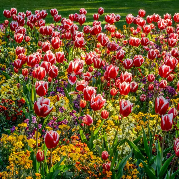 Springtime At The Christchurch Botanical Gardens — photograph 16 of 86