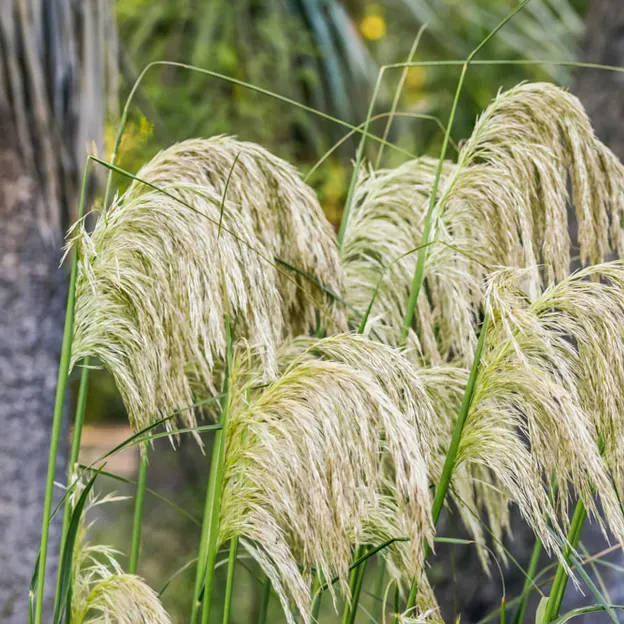 The NZ Garden At The Christchurch Botanical Gardens — photograph 45 of 52
