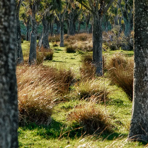 NZ Scenery — photograph 13 of 76