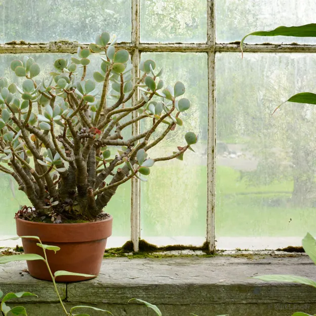 Royal Botanical Glasshouse — photograph 12 of 15