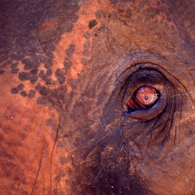 2002 Animal Scans — photograph 9 of 24