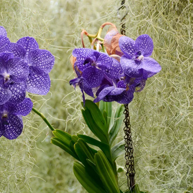 Royal Botanical Glasshouse — photograph 11 of 15
