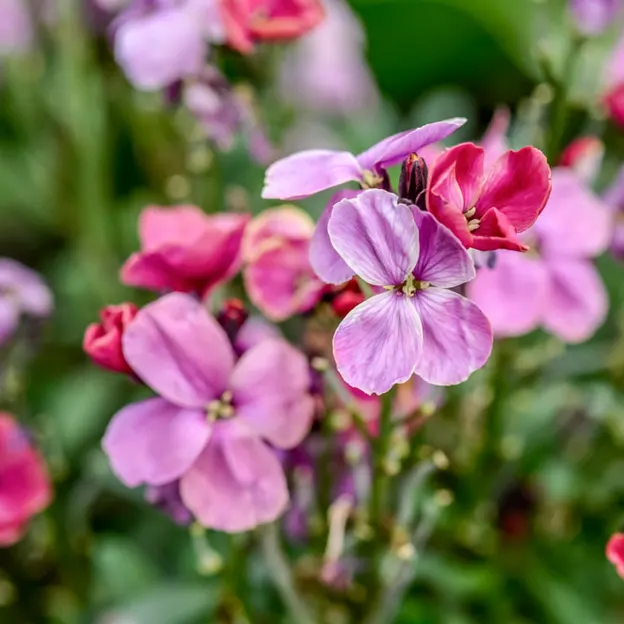 Springtime At The Christchurch Botanical Gardens — photograph 30 of 86