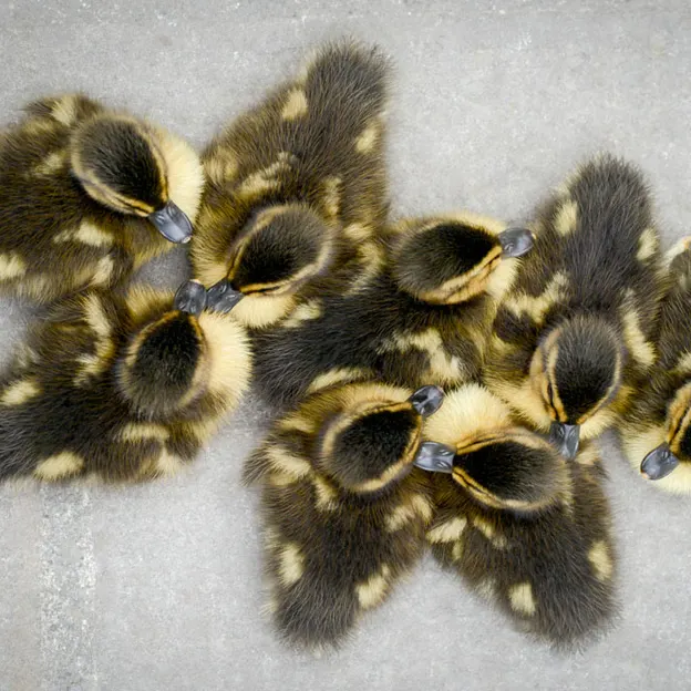 Ducklings Of The Christchurch Botanical Gardens — photograph 17 of 22