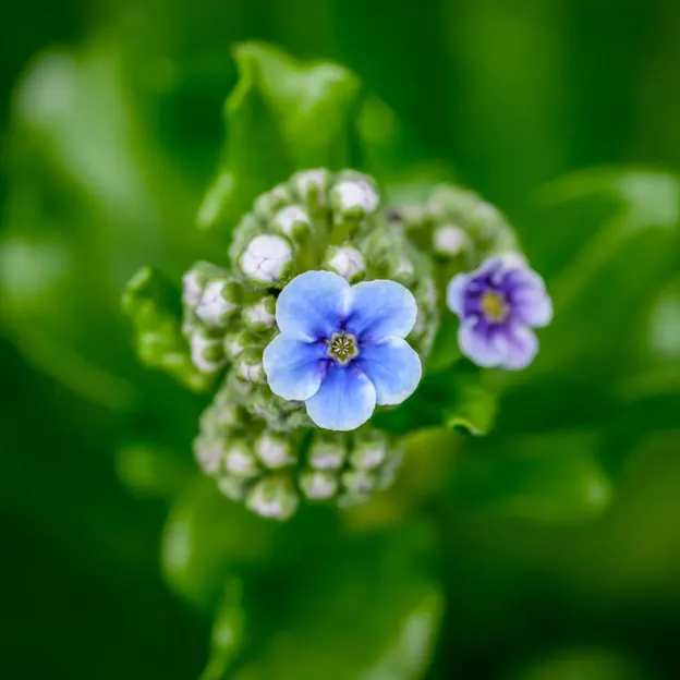 Springtime At The Christchurch Botanical Gardens — photograph 59 of 86