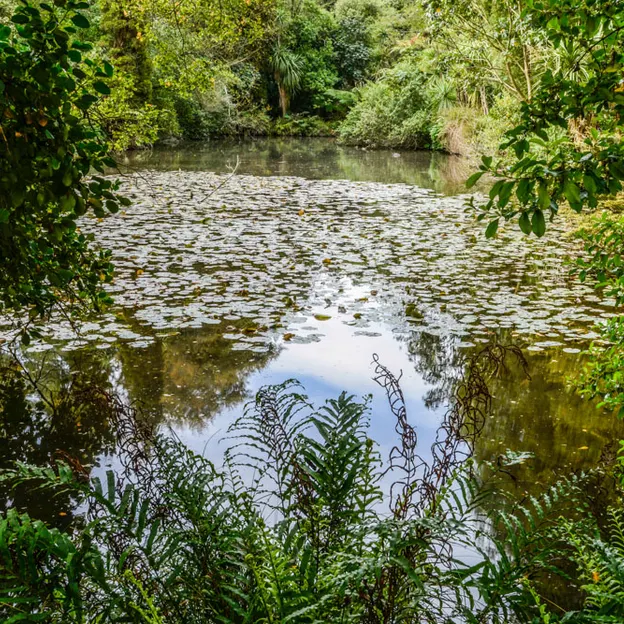 The NZ Garden At The Christchurch Botanical Gardens — photograph 26 of 52