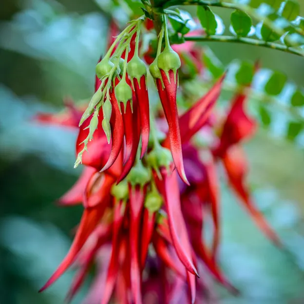 The NZ Garden At The Christchurch Botanical Gardens — photograph 21 of 52