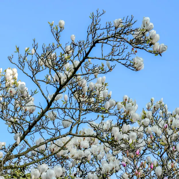 Magnolias In The Christchurch Botanical Gardens — photograph 12 of 17