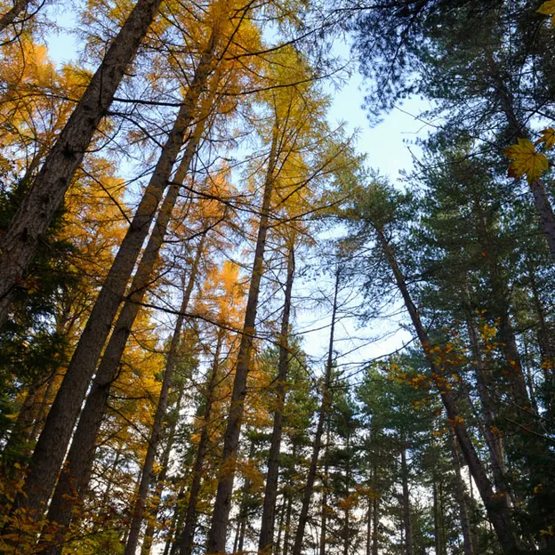 Hanmer Springs In Autumn — photograph 13 of 24