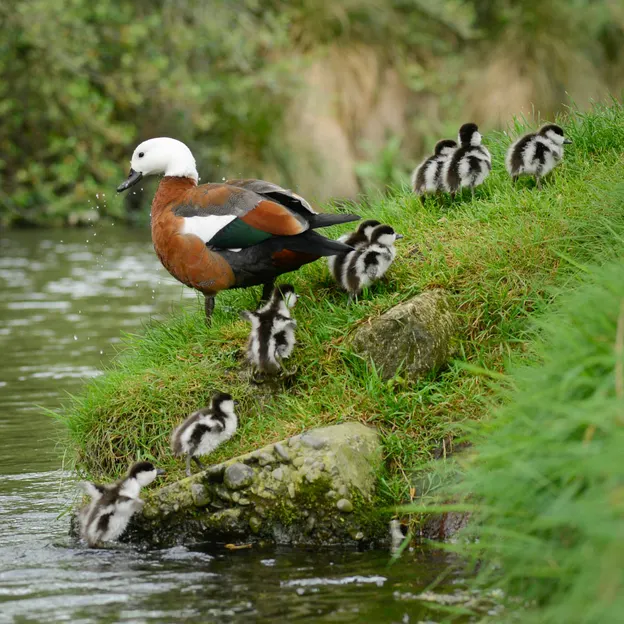 Ducklings Of The Christchurch Botanical Gardens — photograph 11 of 22