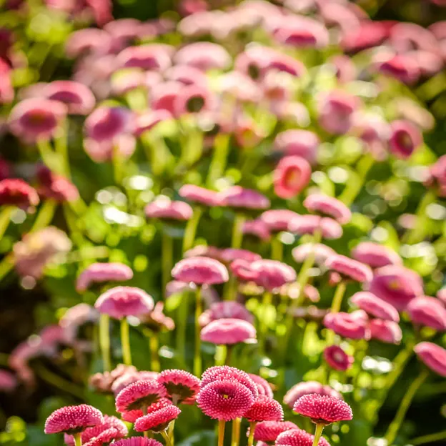 Springtime At The Christchurch Botanical Gardens — photograph 22 of 86