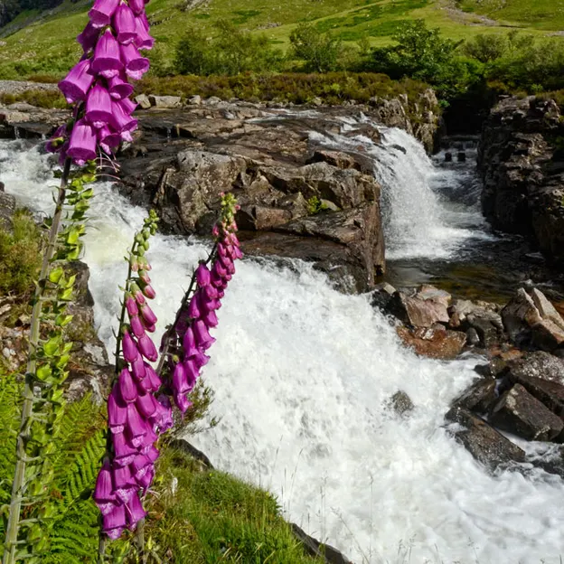 Scotlands Countryside 2012 — photograph 56 of 99