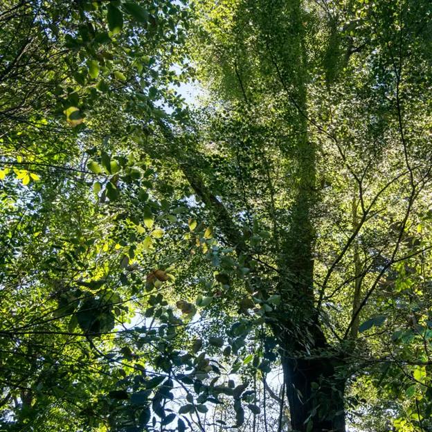 The NZ Garden At The Christchurch Botanical Gardens — photograph 44 of 52