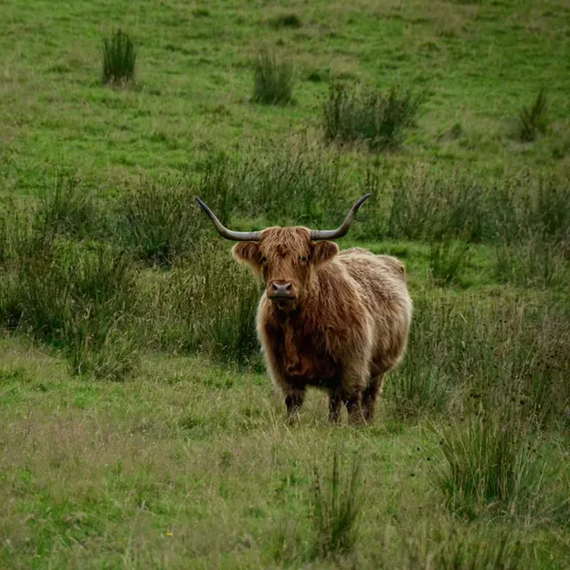 Scotlands Countryside 2012 — photograph 71 of 99