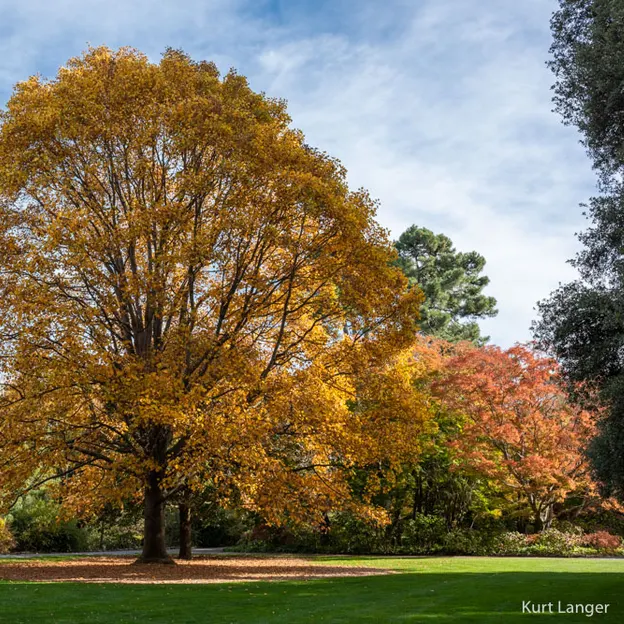 1.5.2020 At The Botanics — photograph 10 of 30