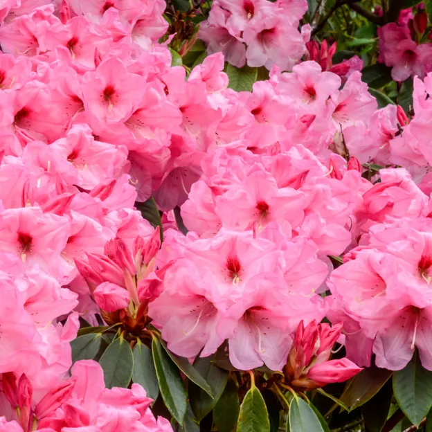 Springtime At The Christchurch Botanical Gardens — photograph 29 of 86
