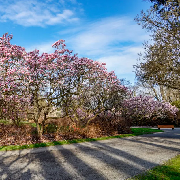 Magnolias In The Christchurch Botanical Gardens — photograph 10 of 17
