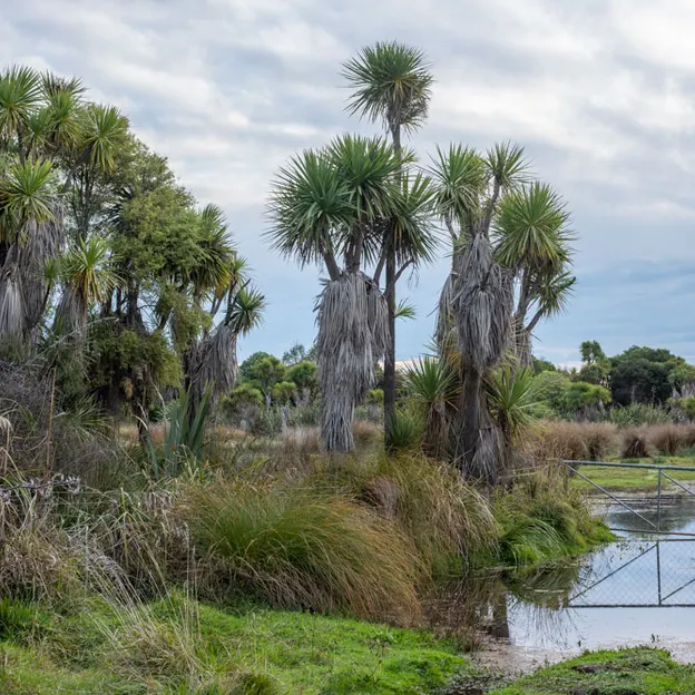 7.5.2020 Travis Wetland — photograph 13 of 27