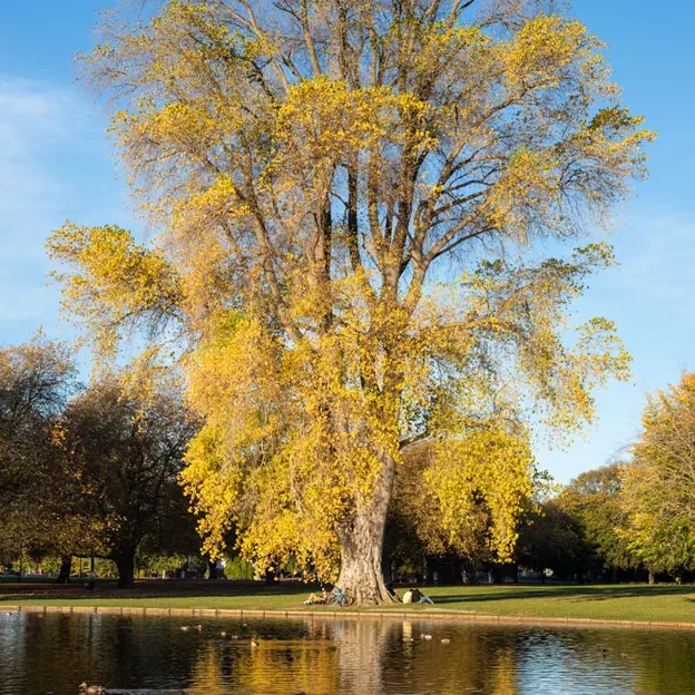 25.4.2020 North Hagley Park — photograph 32 of 38