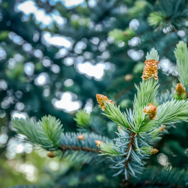 Springtime At The Christchurch Botanical Gardens — photograph 78 of 86