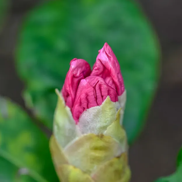 Springtime At The Christchurch Botanical Gardens — photograph 10 of 86