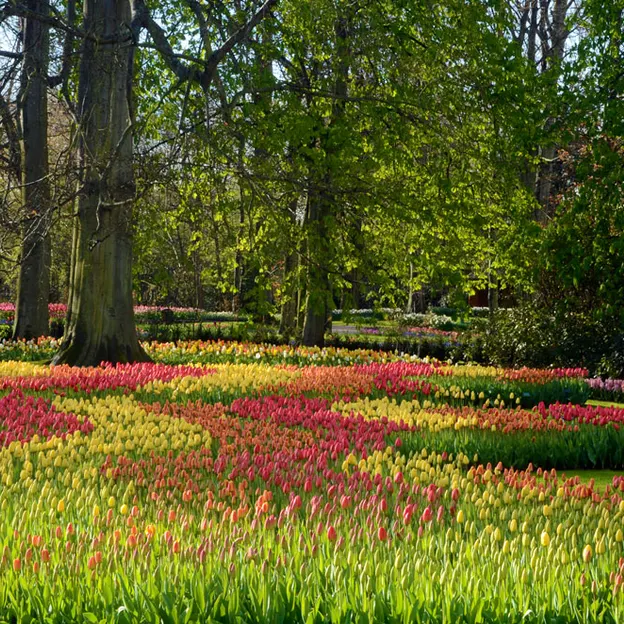 Keukenhof 2012 — photograph 19 of 33