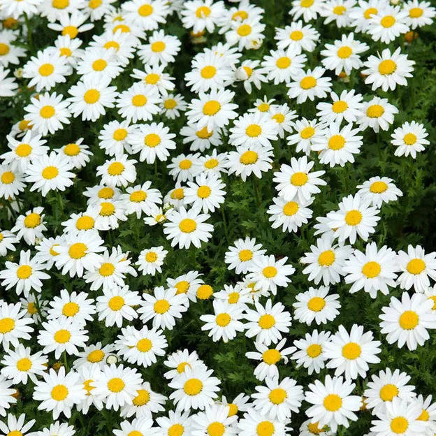 Flowers — photograph 12 of 12