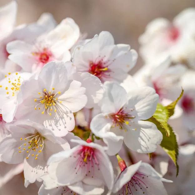 Blossoms At The Christchurch Botanical Gardens — photograph 16 of 22