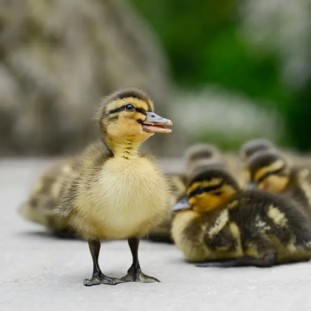 Ducklings Of The Christchurch Botanical Gardens — photograph 20 of 22