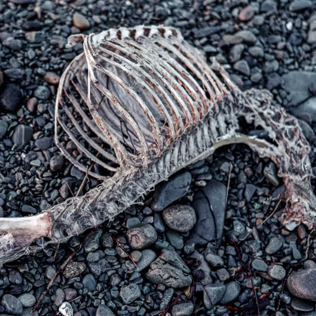 The Forgotten Coast — photograph 14 of 40