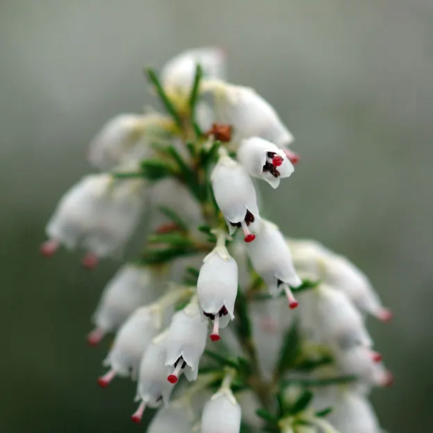 Flowers — photograph 9 of 12