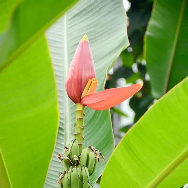 Royal Botanical Glasshouse — photograph 10 of 15
