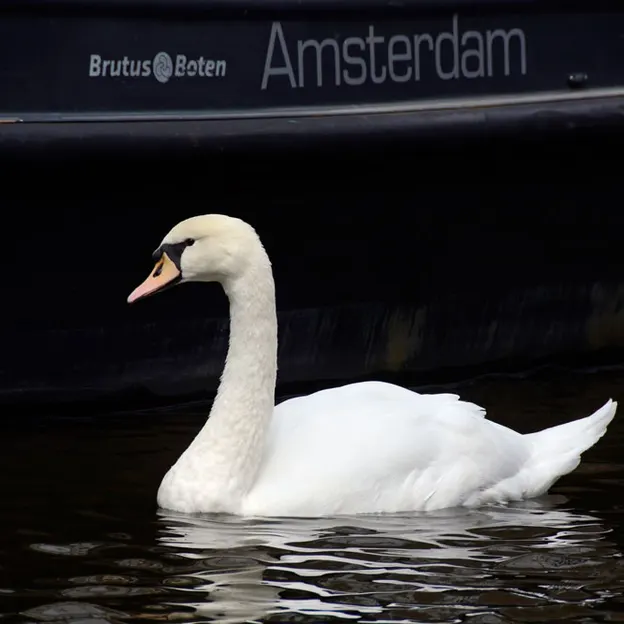 Amsterdam 2012 — photograph 47 of 112