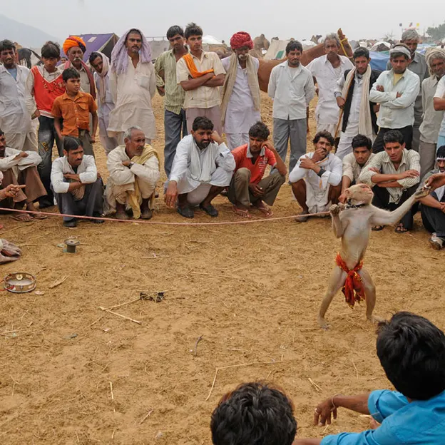Incredible India 2010 — photograph 56 of 289