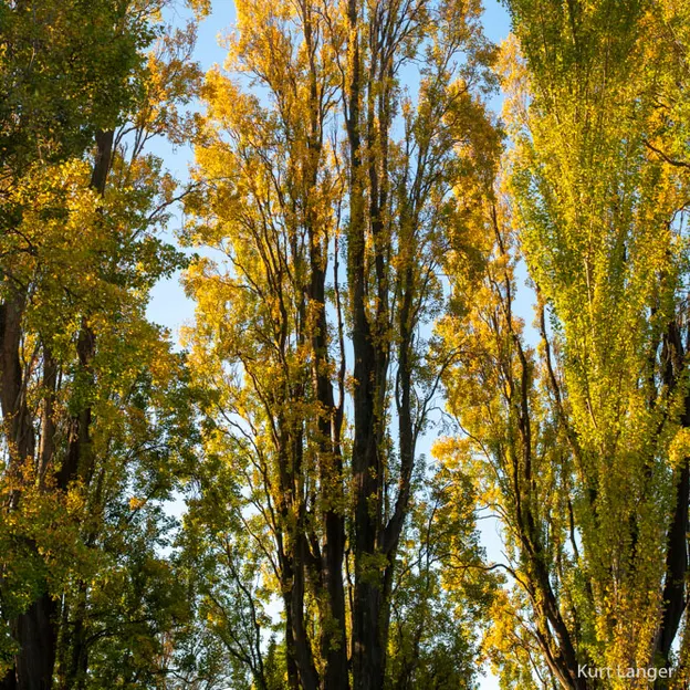 18.4.2020 Walk Around Avon River Poplars — photograph 16 of 18