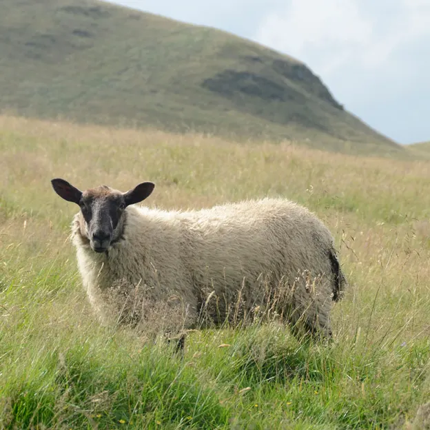 Edinburgh 2012 — photograph 21 of 65