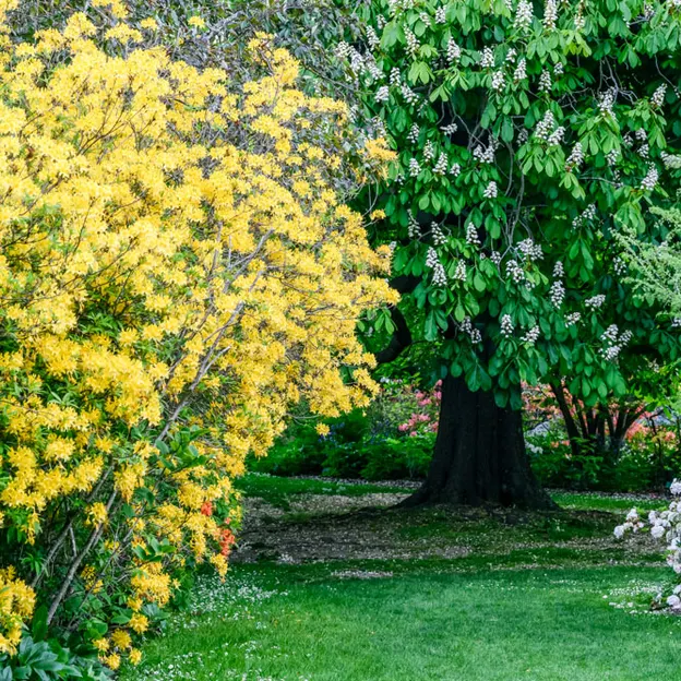 Springtime At The Christchurch Botanical Gardens — photograph 79 of 86