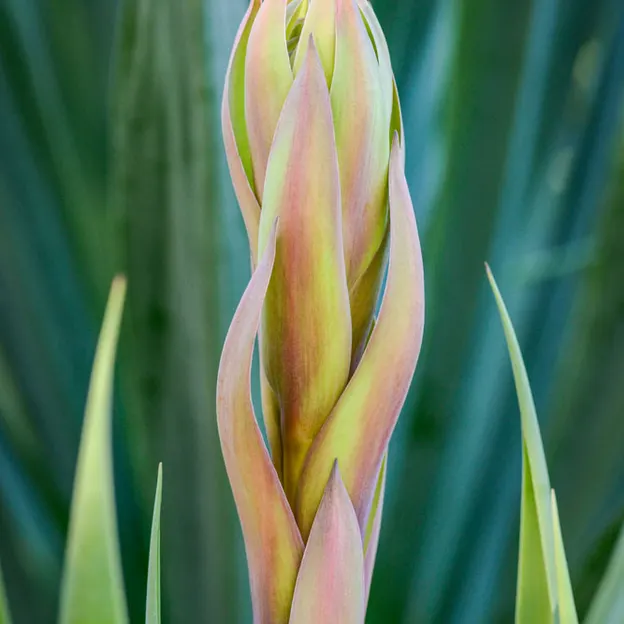 Springtime At The Christchurch Botanical Gardens — photograph 75 of 86